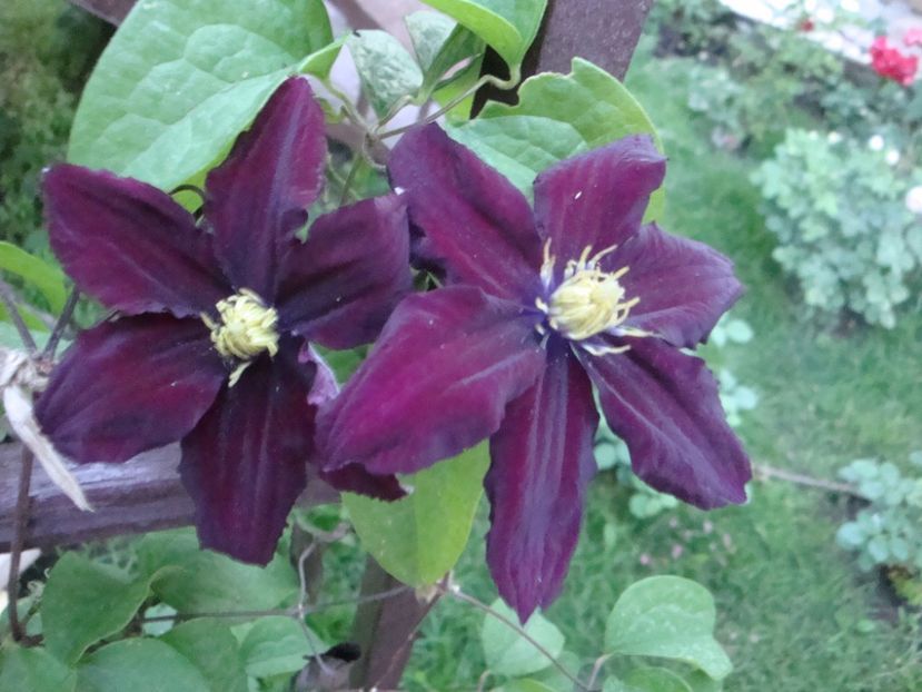 Rosemoor - Clematite
