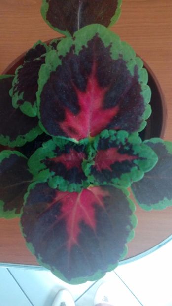  - Coleus
