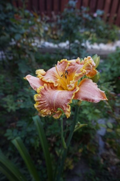  - Hemerocallis 2017