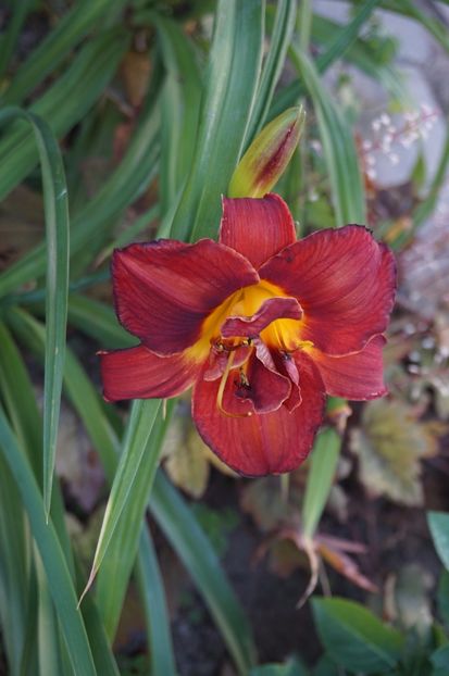 Highland Lord - Hemerocallis 2017