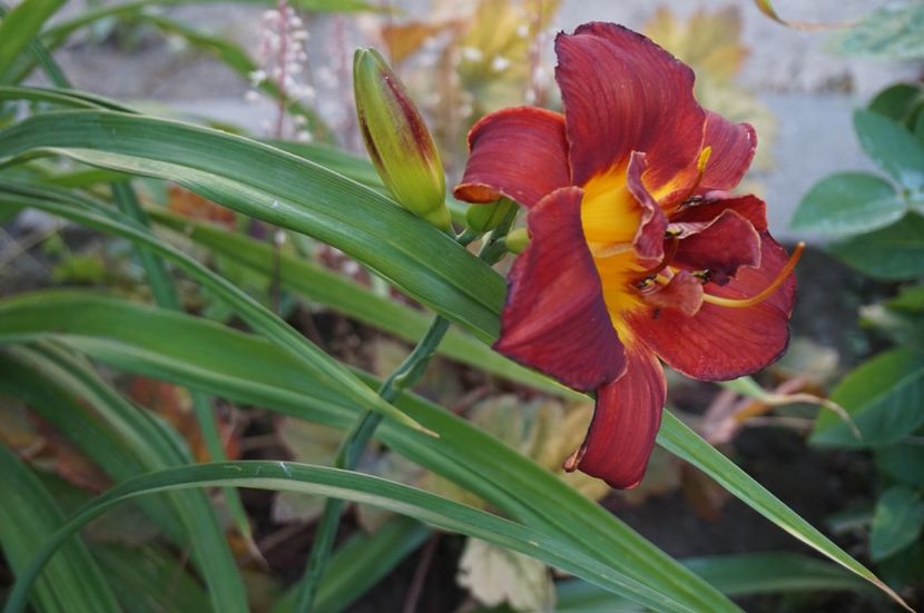  - Hemerocallis 2017
