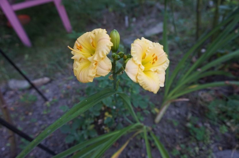 Childhood Treasure - Hemerocallis 2017