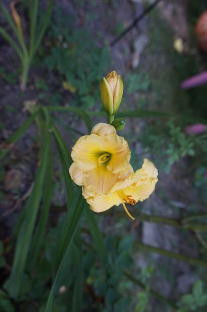  - Hemerocallis 2017