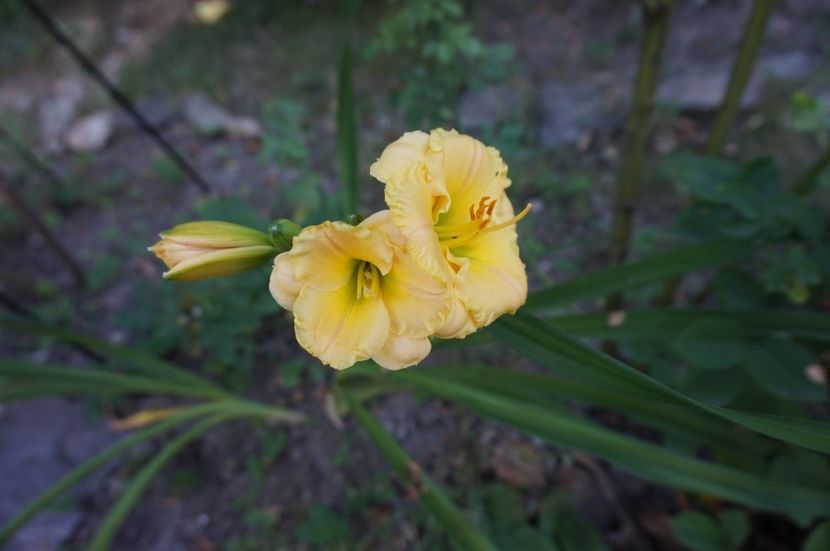 Childhood Treasure - Hemerocallis 2017