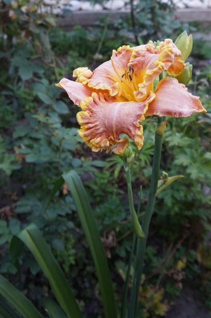  - Hemerocallis 2017