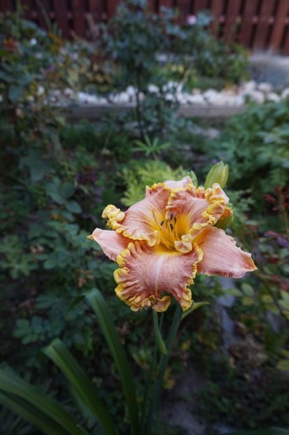 Darla Anita - Hemerocallis 2017