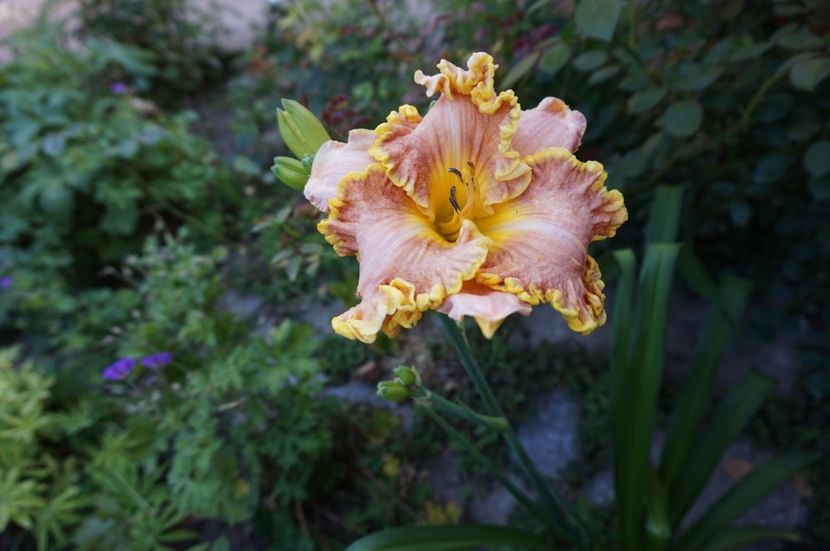 - Hemerocallis 2017