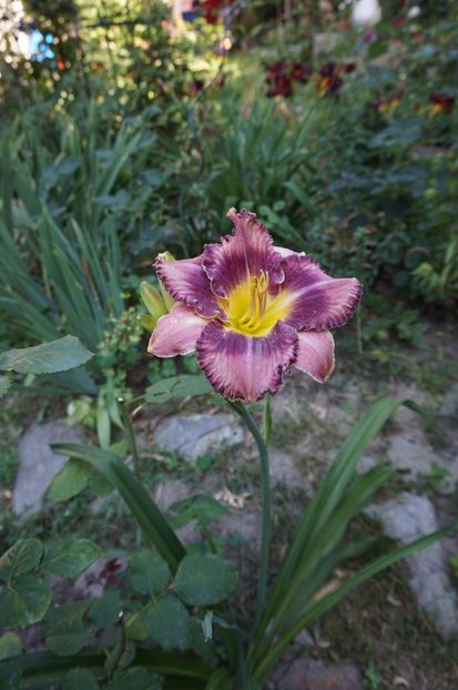  - Hemerocallis 2017