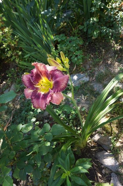  - Hemerocallis 2017