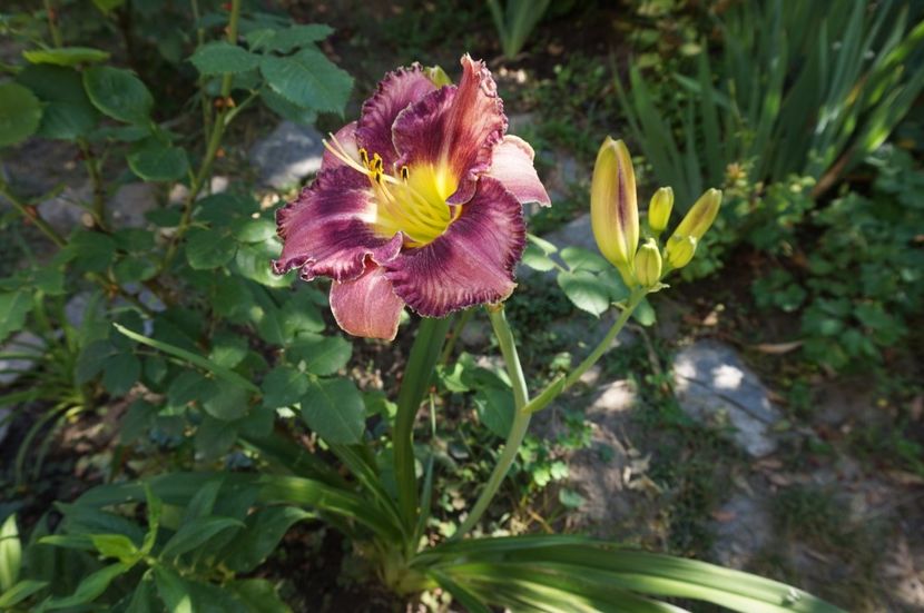  - Hemerocallis 2017