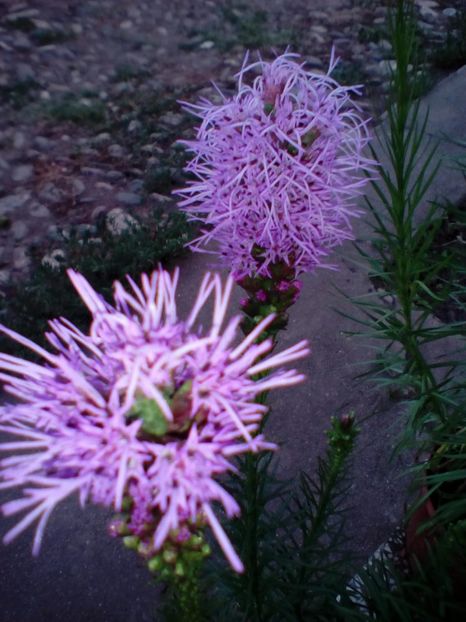 - Liatris spicata