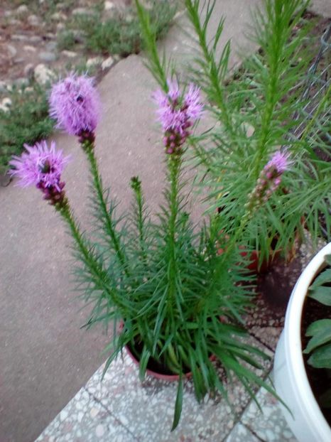  - Liatris spicata
