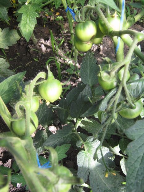  - A-A Gradina de legume -fructe-plante aromatice si medicinale 2017
