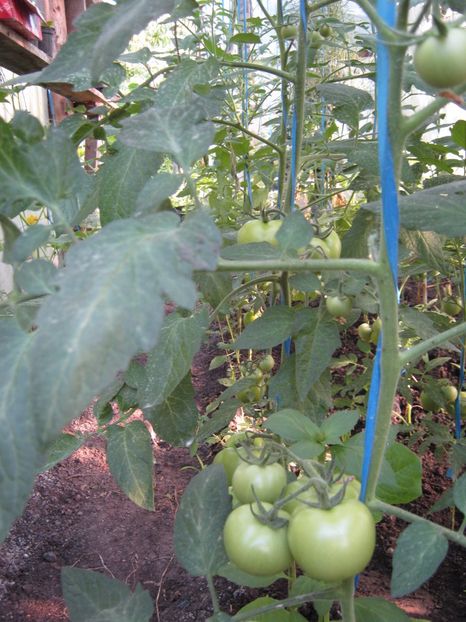  - A-A Gradina de legume -fructe-plante aromatice si medicinale 2017
