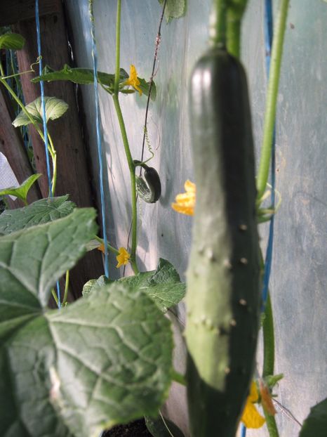  - A-A Gradina de legume -fructe-plante aromatice si medicinale 2017