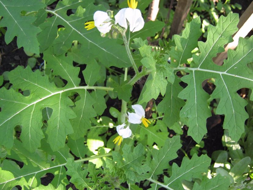 rosii salbatice - A-A Gradina de legume -fructe-plante aromatice si medicinale 2017