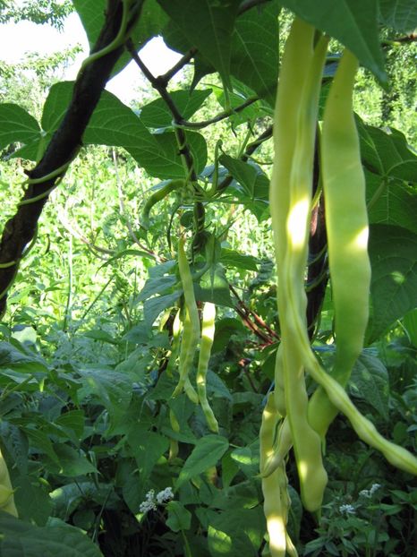  - A-A Gradina de legume -fructe-plante aromatice si medicinale 2017