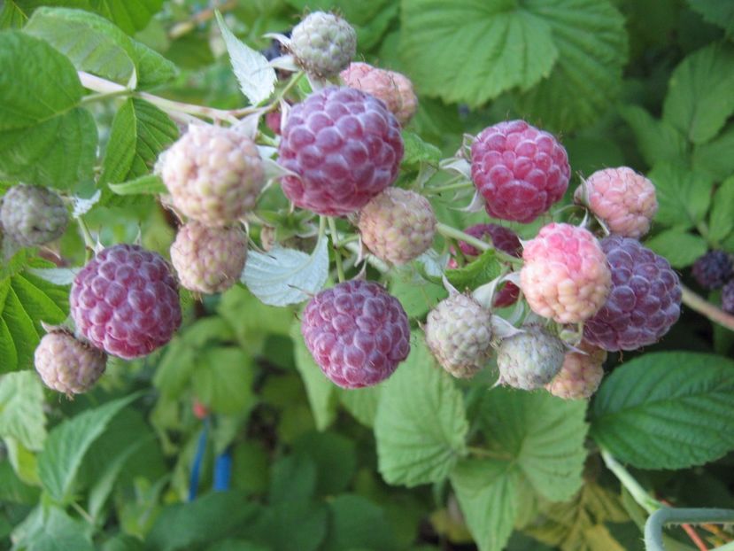zmeur violet - A-A Gradina de legume -fructe-plante aromatice si medicinale 2017