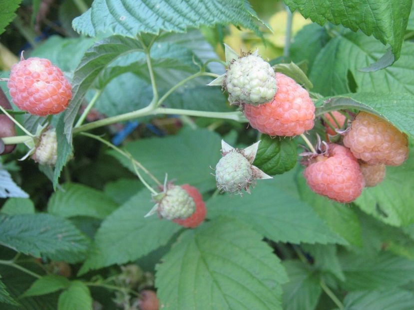 zmeur orange - A-A Gradina de legume -fructe-plante aromatice si medicinale 2017