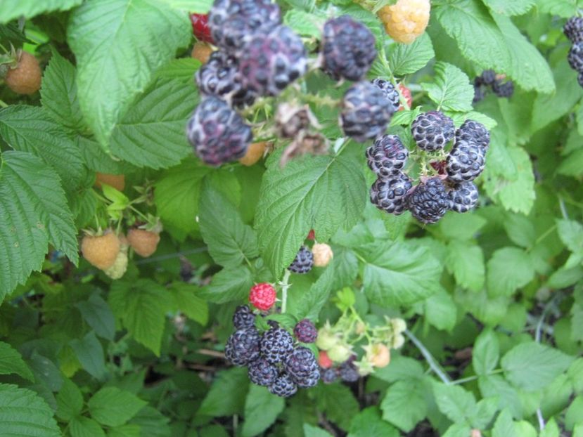 zmeur negru - A-A Gradina de legume -fructe-plante aromatice si medicinale 2017
