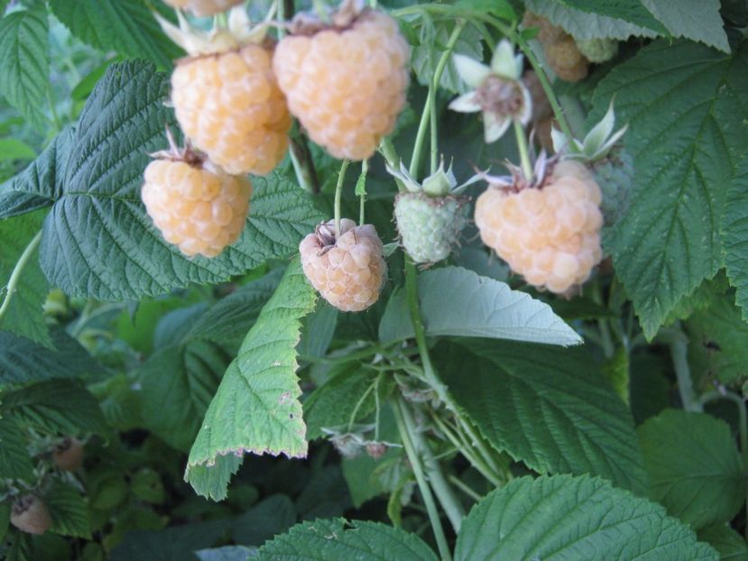zmeur galben - A-A Gradina de legume -fructe-plante aromatice si medicinale 2017