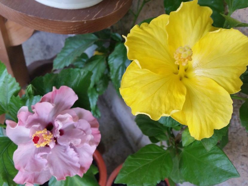 01-07-2017 - hibiscus