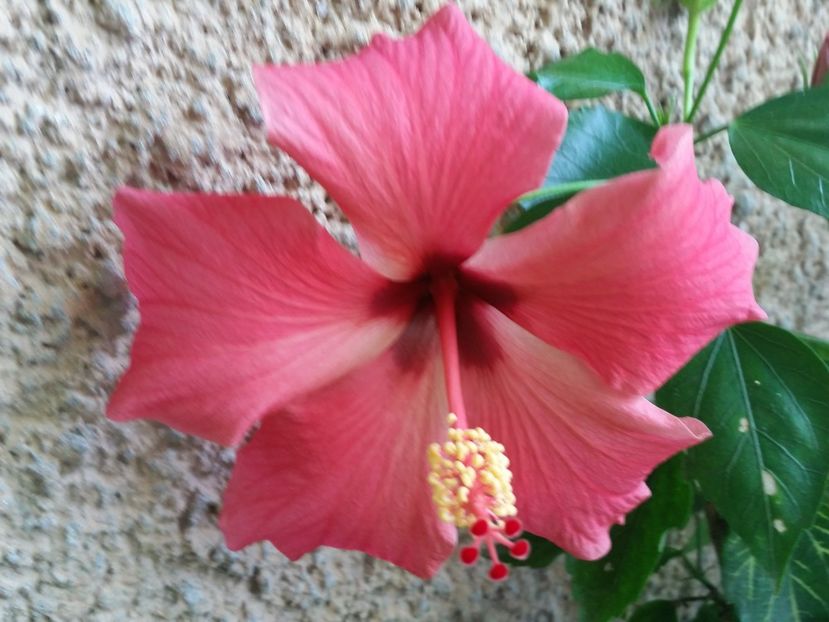 Cairo rosa - Hibiscusi 2017