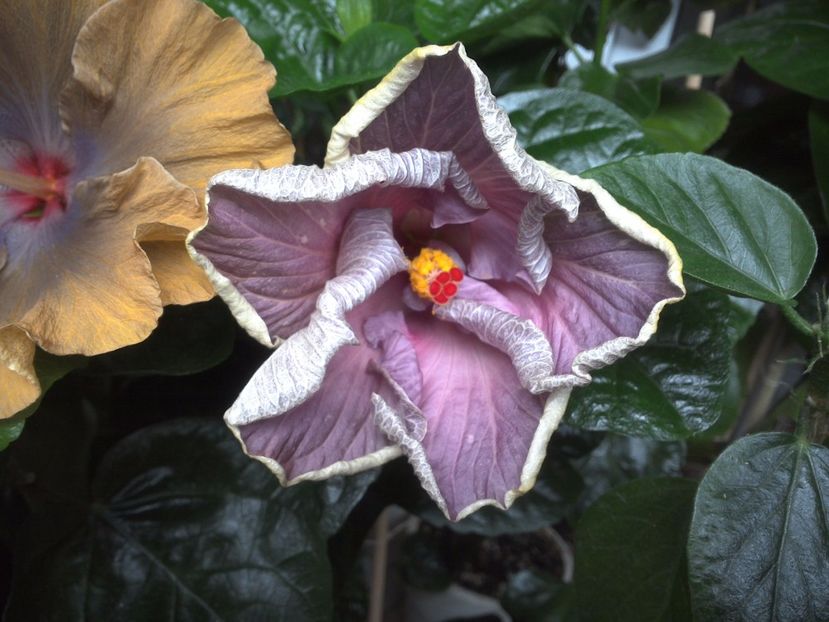 WIN_20170701_075956 - Moorea Blue Stone