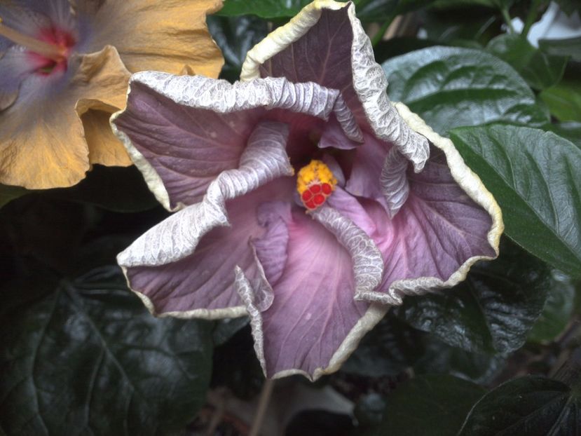 WIN_20170701_080007 - Moorea Blue Stone