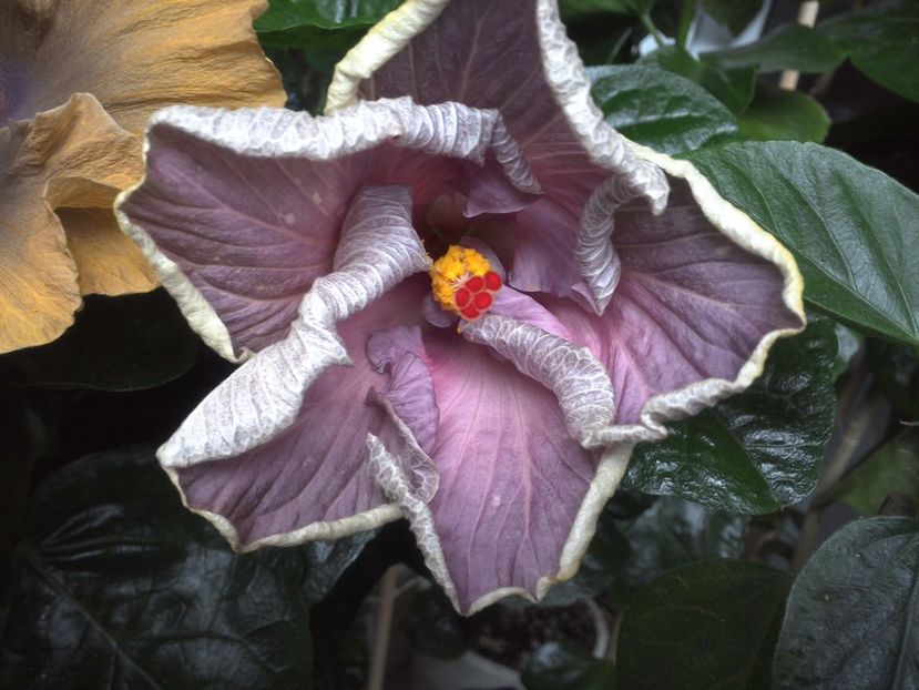 WIN_20170701_080014 - Moorea Blue Stone