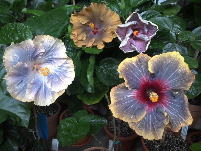 WIN_20170701_075844 - 03Hibiscus