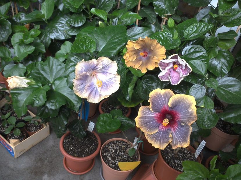 WIN_20170701_075856 - 03Hibiscus