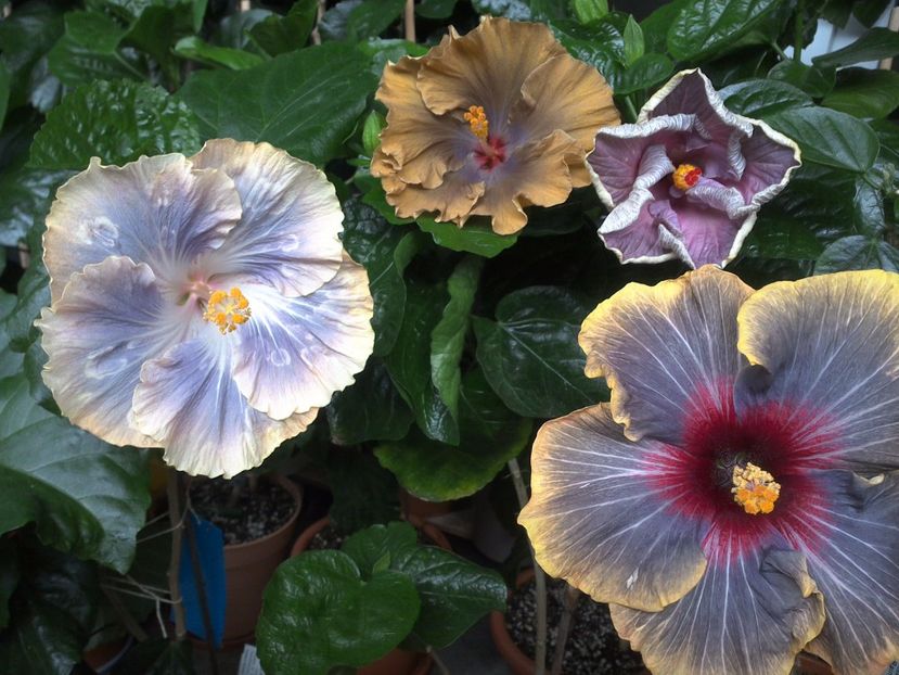 WIN_20170701_075918 - 03Hibiscus