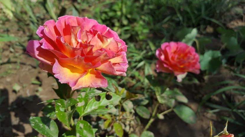  - Delbard - La Parisienne rose