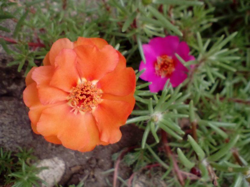  - Portulaca grandiflora