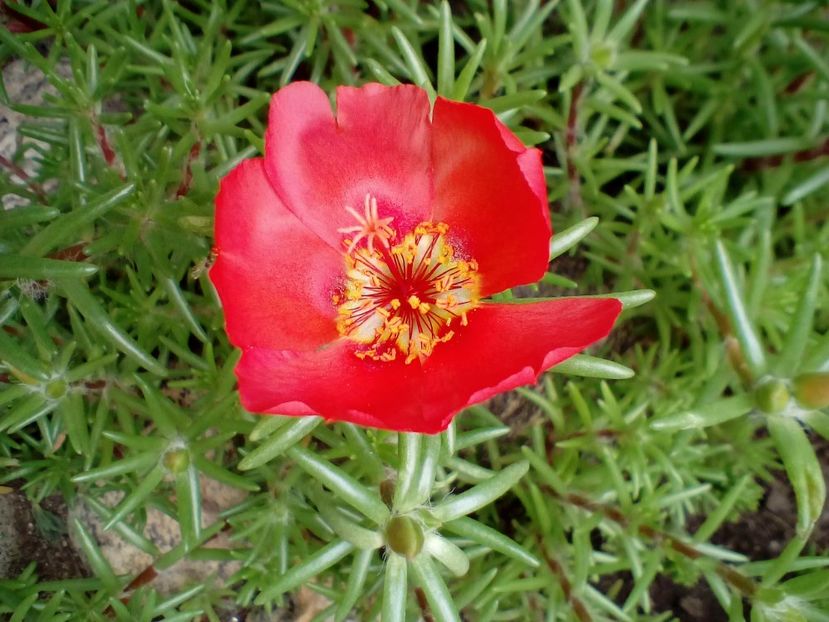  - Portulaca grandiflora