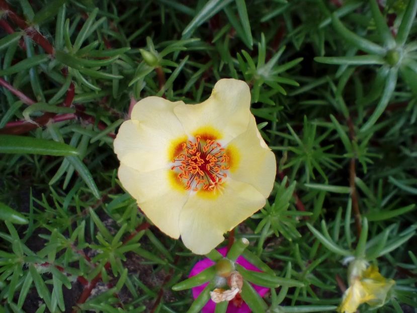  - Portulaca grandiflora