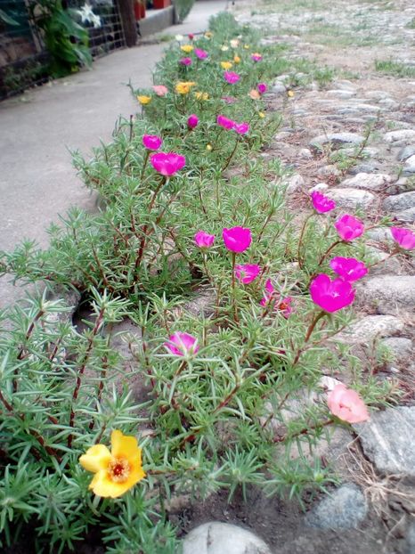  - Portulaca grandiflora