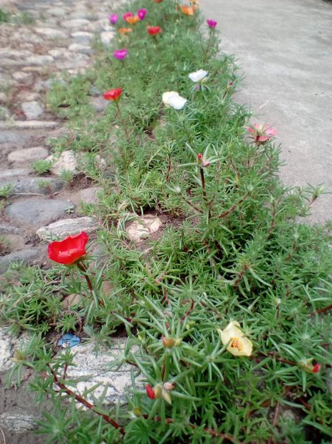  - Portulaca grandiflora