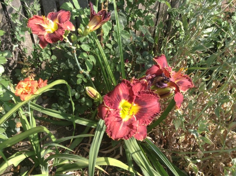 image - Hemerocallisi 2017
