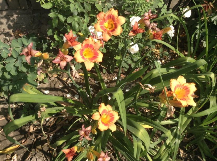 image - Hemerocallisi 2017
