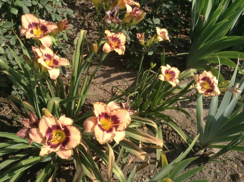 image - Hemerocallisi 2017