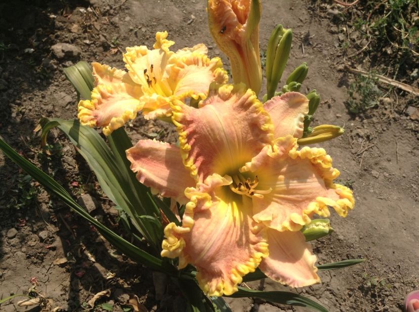 image - Hemerocallisi 2017