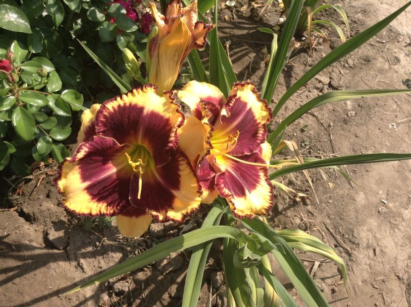 image - Hemerocallisi 2017