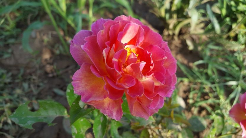 20170701_075605(0) - Delbard - La Parisienne rose
