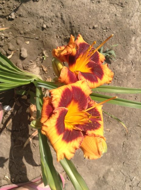 image - Hemerocallisi 2017