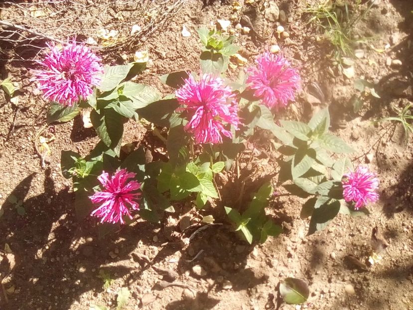 Cranberry Lace - Monarda didyma