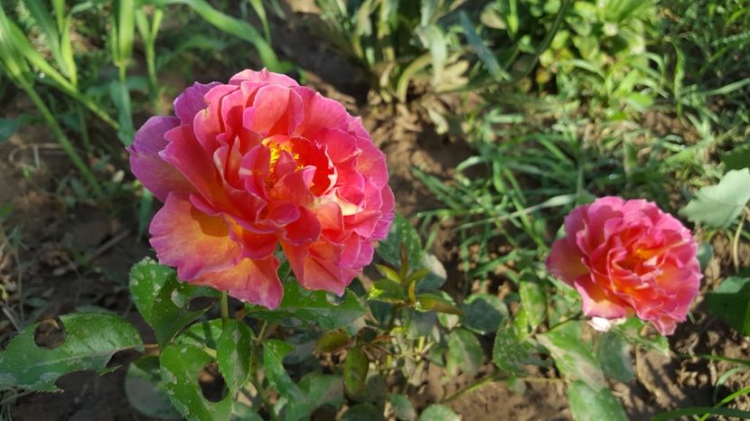  - Delbard - La Parisienne rose