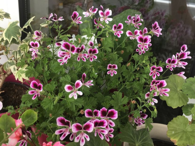 Mosquitaway Eva - Mosquitaway Eva