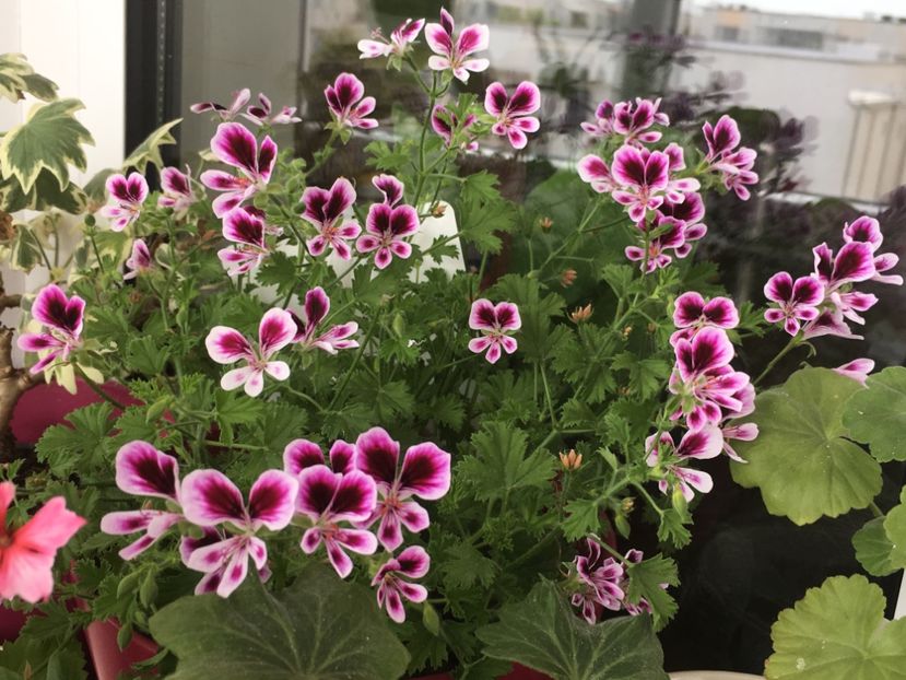 Mosquitaway Eva - Mosquitaway Eva